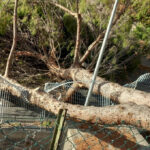 Maltempo, la riviera Jonica flagellata dal vento: alberi caduti e strade interrotte. Foto 5 01