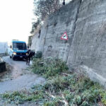 Maltempo, la riviera Jonica flagellata dal vento: alberi caduti e strade interrotte. Foto 4 02