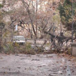 Maltempo, la riviera Jonica flagellata dal vento: alberi caduti e strade interrotte. Foto 2 04