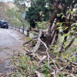 Maltempo, la riviera Jonica flagellata dal vento: alberi caduti e strade interrotte. Foto 1 05