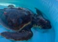tartaruga04
