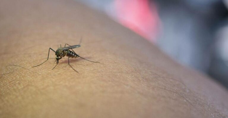Primo Caso di West Nile a Messina